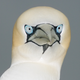Illustration for article titled These Birds Really Like Looking At Or Near the Camera